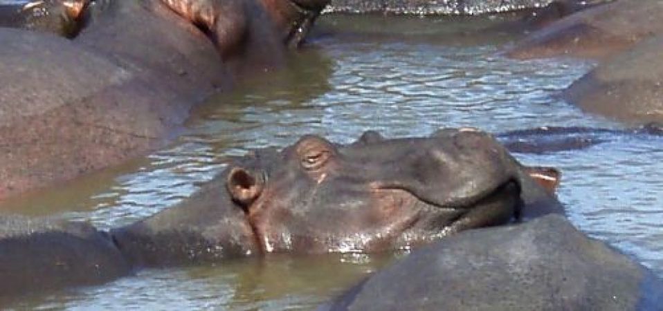 Hippo1